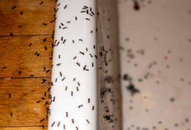 Best Emergency Pest Control  in Colby, KS